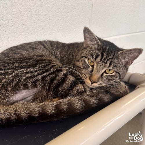 MUFASA - Domestic Short Hair / Tabby available for adoption