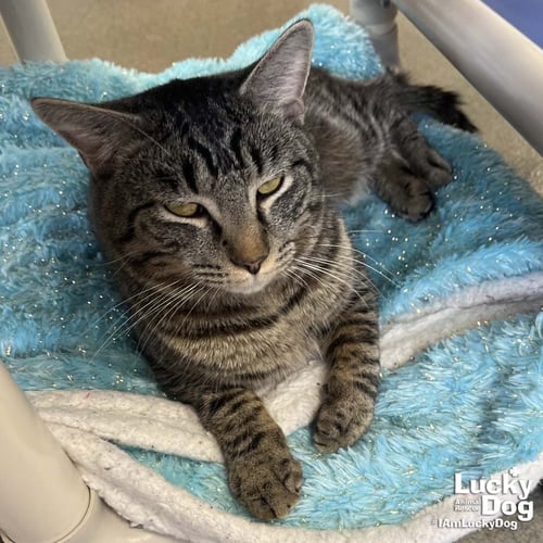 MUFASA - Domestic Short Hair / Tabby available for adoption