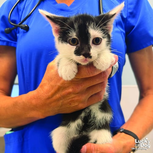 DALLY - Domestic Short Hair available for adoption