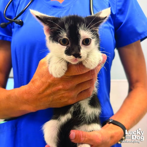 DALLY - Domestic Short Hair available for adoption