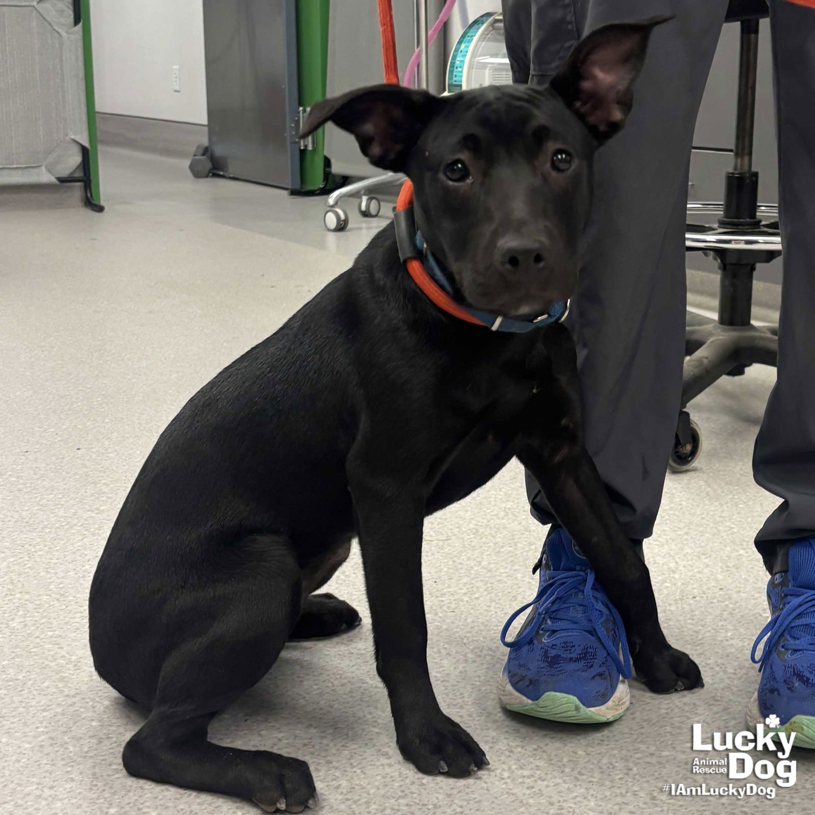 ZANEY - Labrador Retriever / Terrier available for adoption