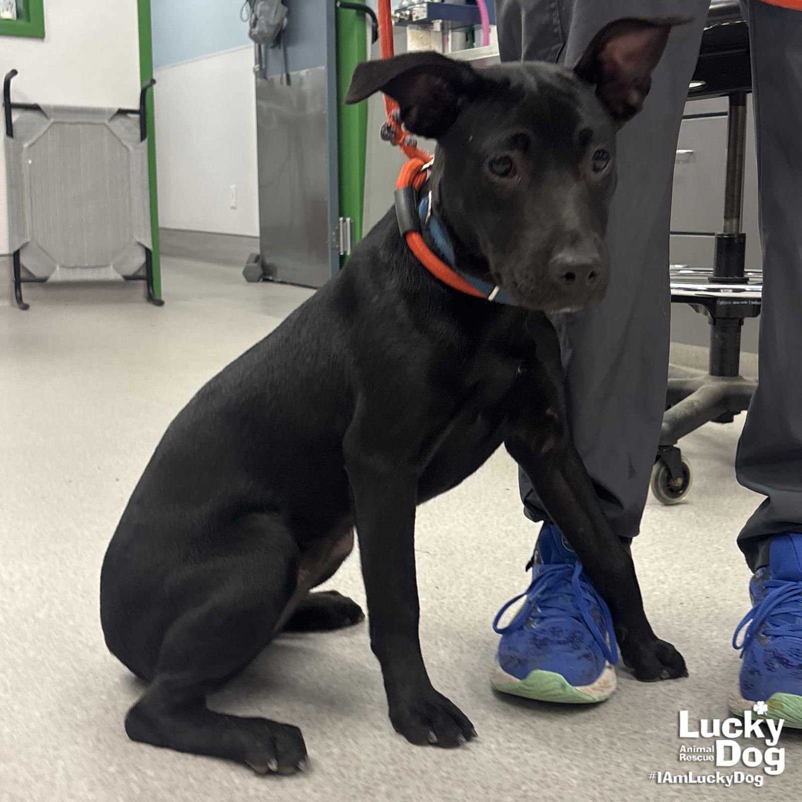ZANEY - Labrador Retriever / Terrier available for adoption