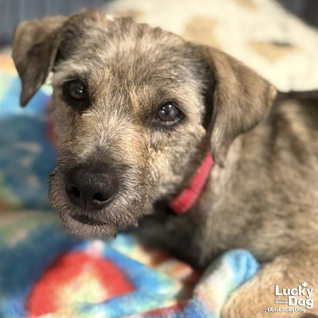 ROSIE - Labrador Retriever available for adoption