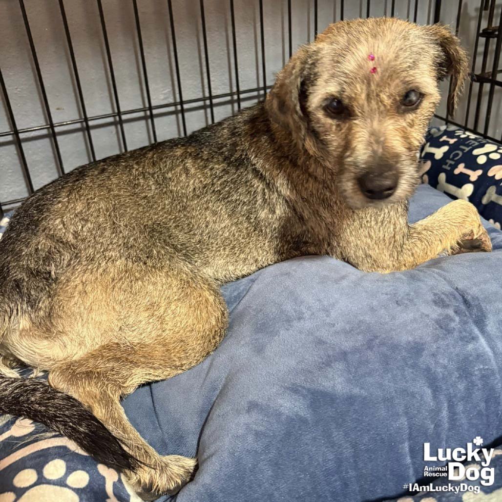 ROSIE - Labrador Retriever available for adoption