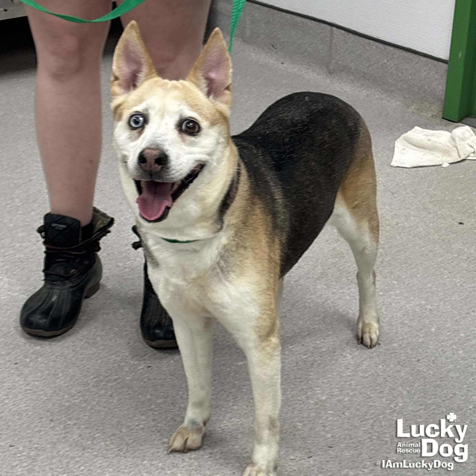 SHAE - Husky / Beagle available for adoption