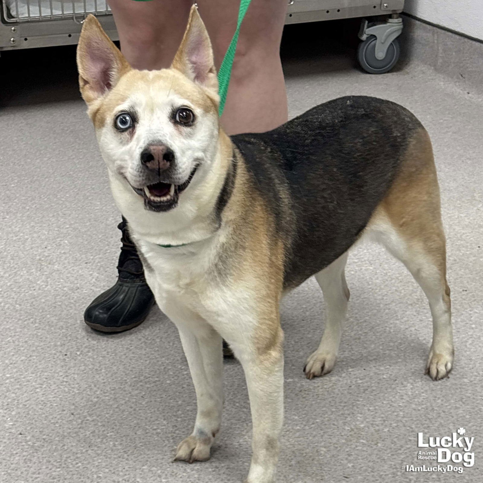 SHAE - Husky / Beagle available for adoption