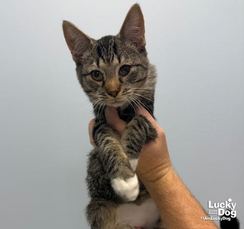 ALAN - Domestic Short Hair available for adoption