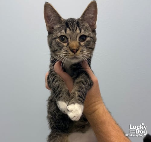 ALAN - Domestic Short Hair available for adoption