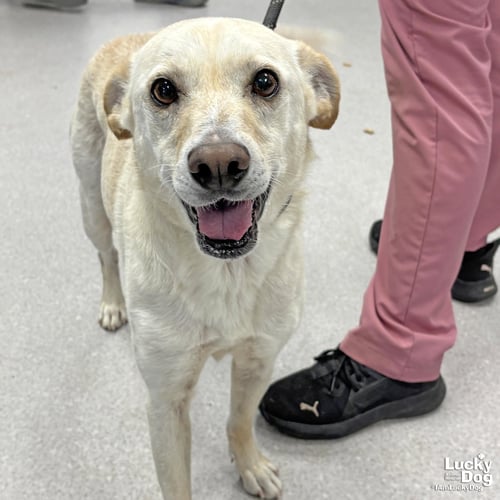 BREEZY - Cattle Dog / Labrador Retriever available for adoption