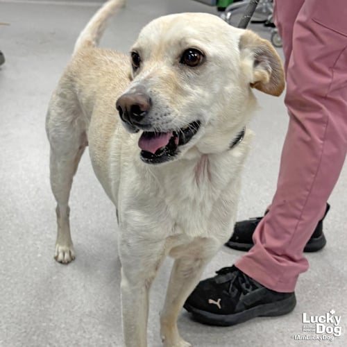 BREEZY - Cattle Dog / Labrador Retriever available for adoption