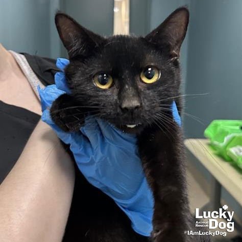 TEAGAN - Domestic Short Hair available for adoption