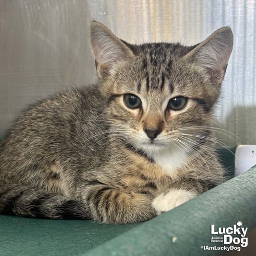 BILLY - Domestic Short Hair / Tabby available for adoption