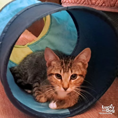 BILLY - Domestic Short Hair / Tabby available for adoption