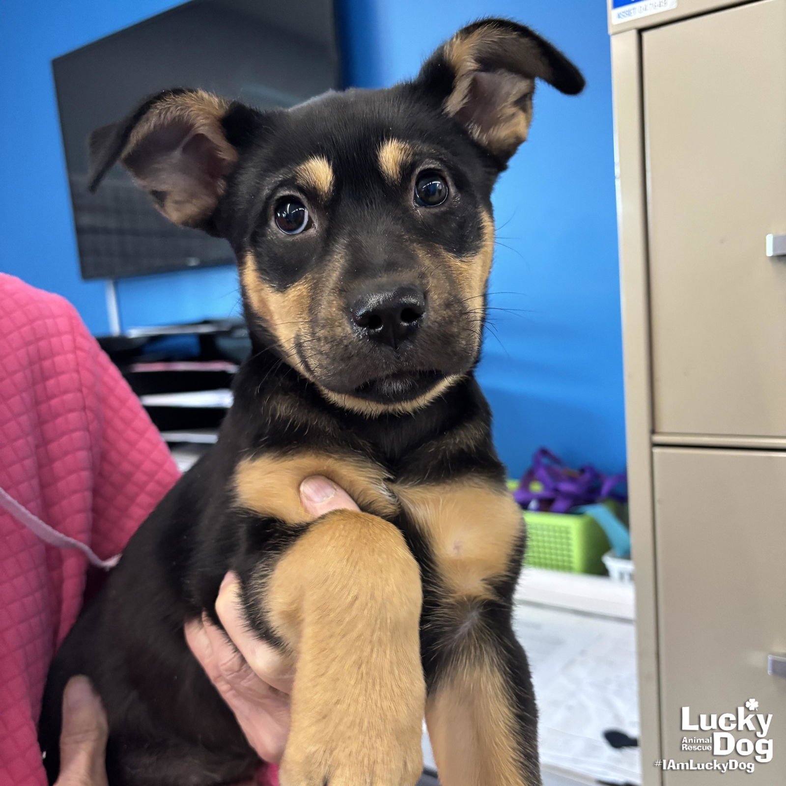 SADIE - Shepherd available for adoption