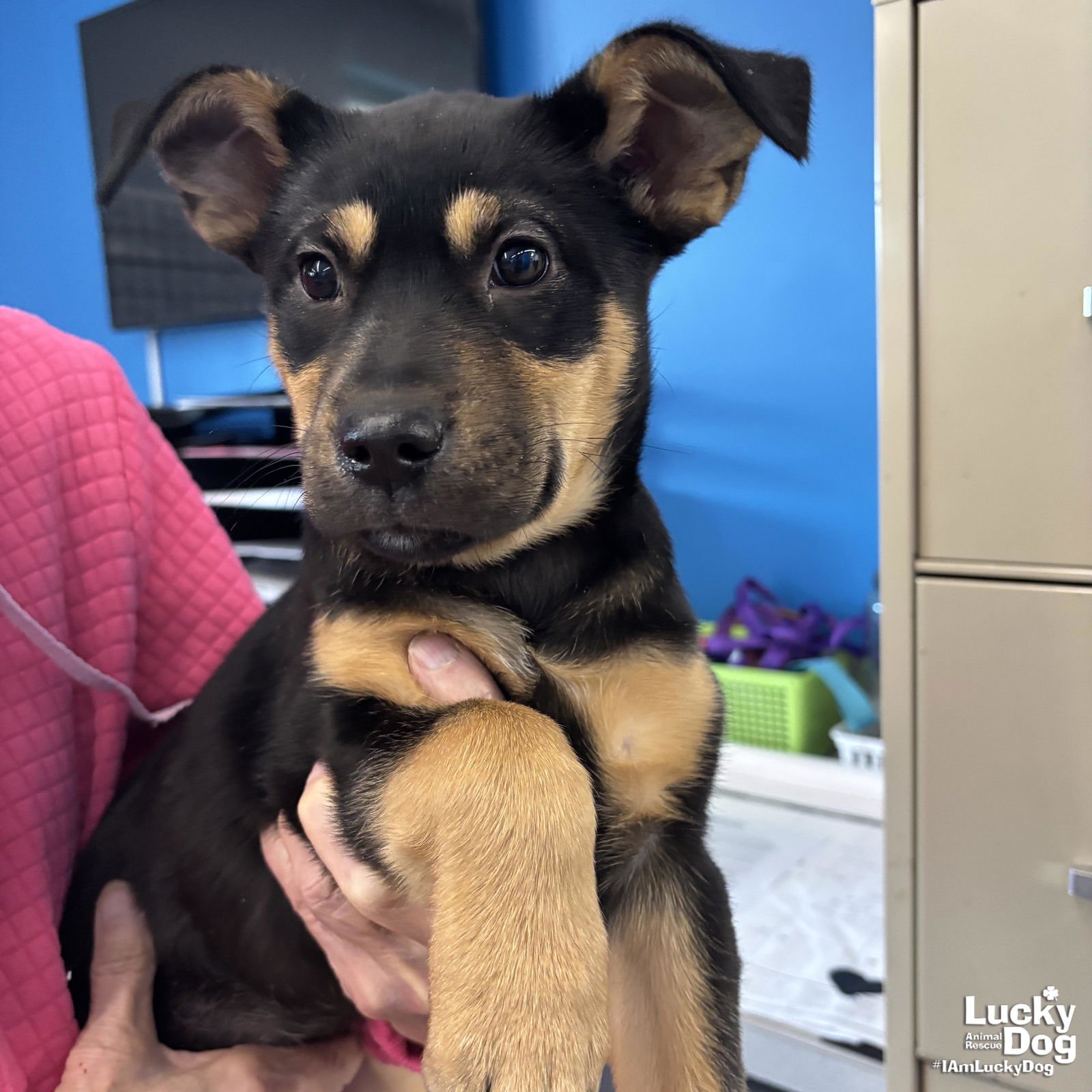 SADIE - Shepherd available for adoption