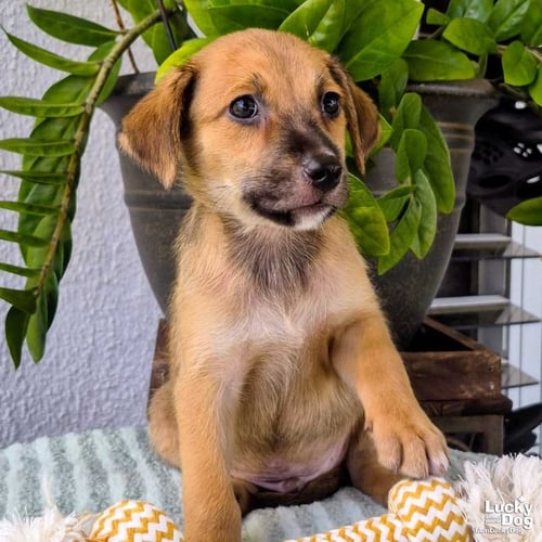 OSLO - Dachshund available for adoption