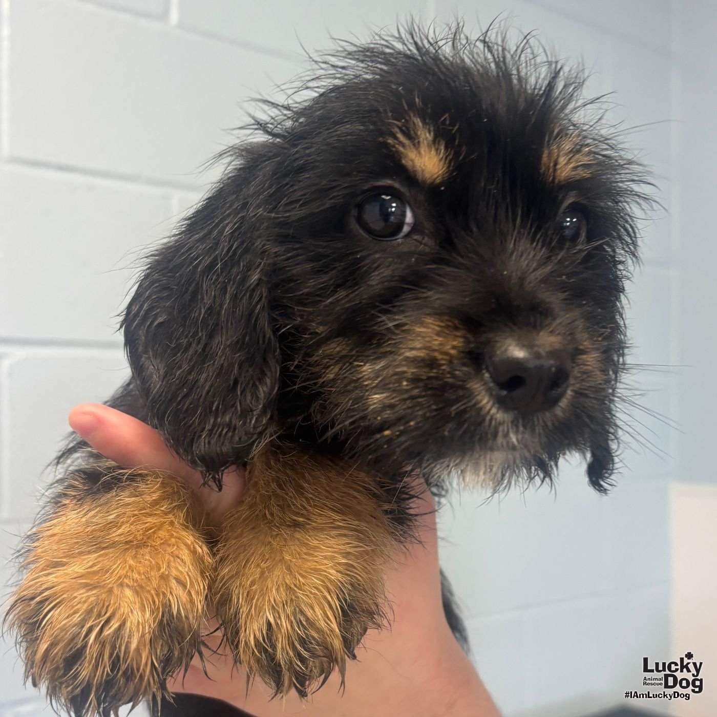 DIZZY - Yorkshire Terrier Yorkie / Jack Russell Terrier available for adoption