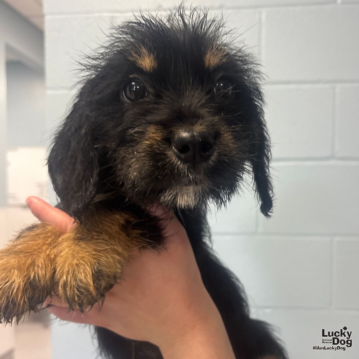 DIZZY - Yorkshire Terrier Yorkie / Jack Russell Terrier available for adoption