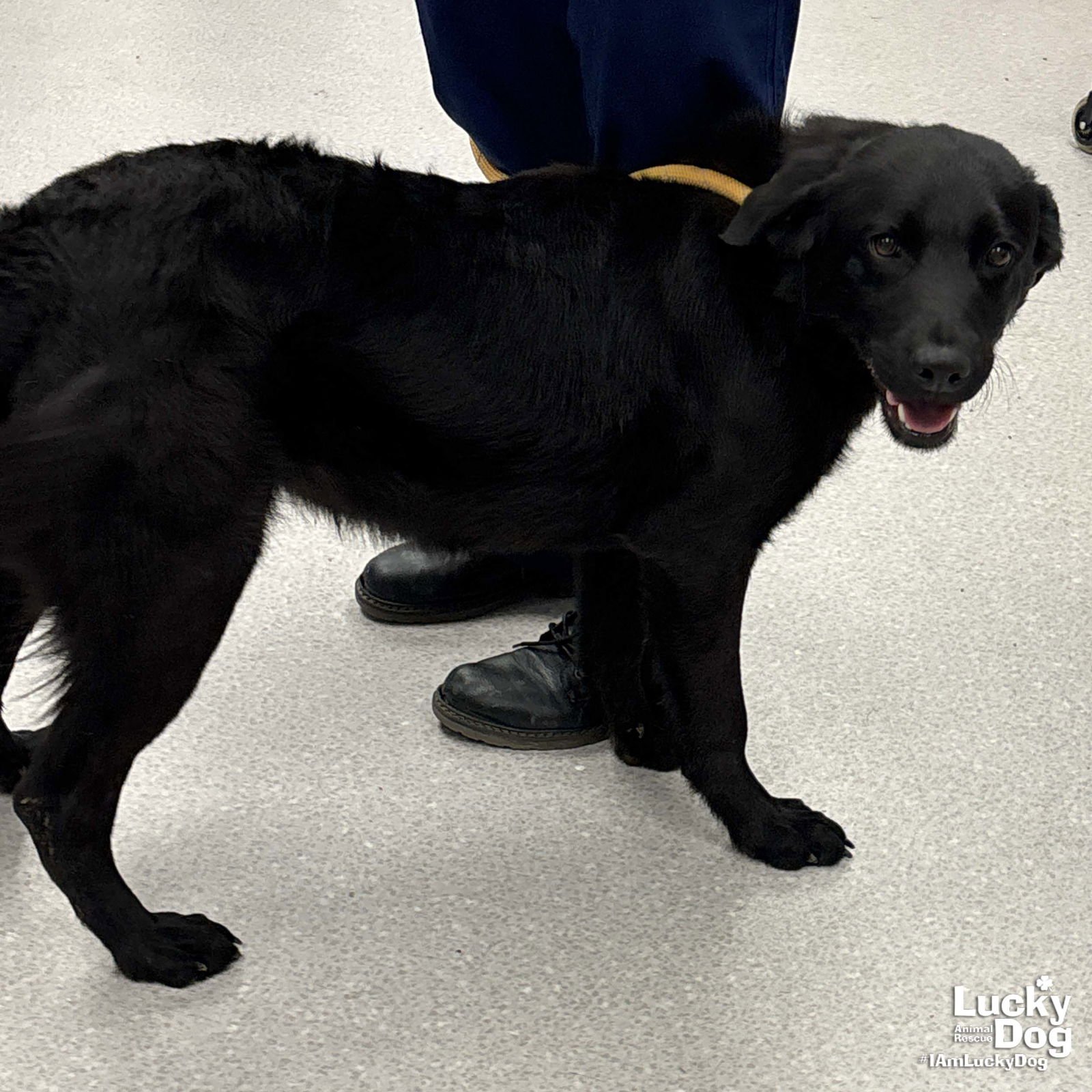 TRUFFLE - Labrador Retriever / Shepherd available for adoption