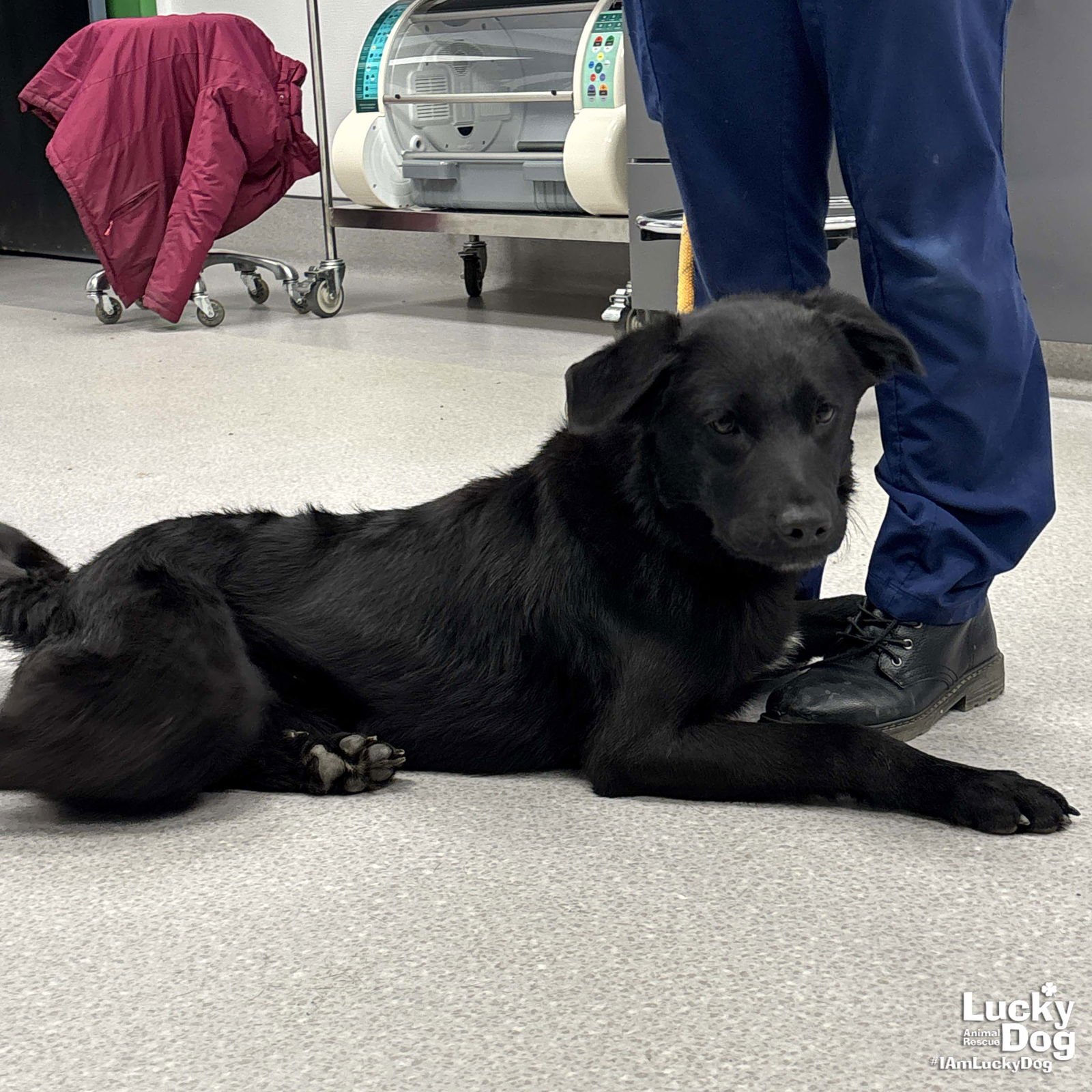 TRUFFLE - Labrador Retriever / Shepherd available for adoption