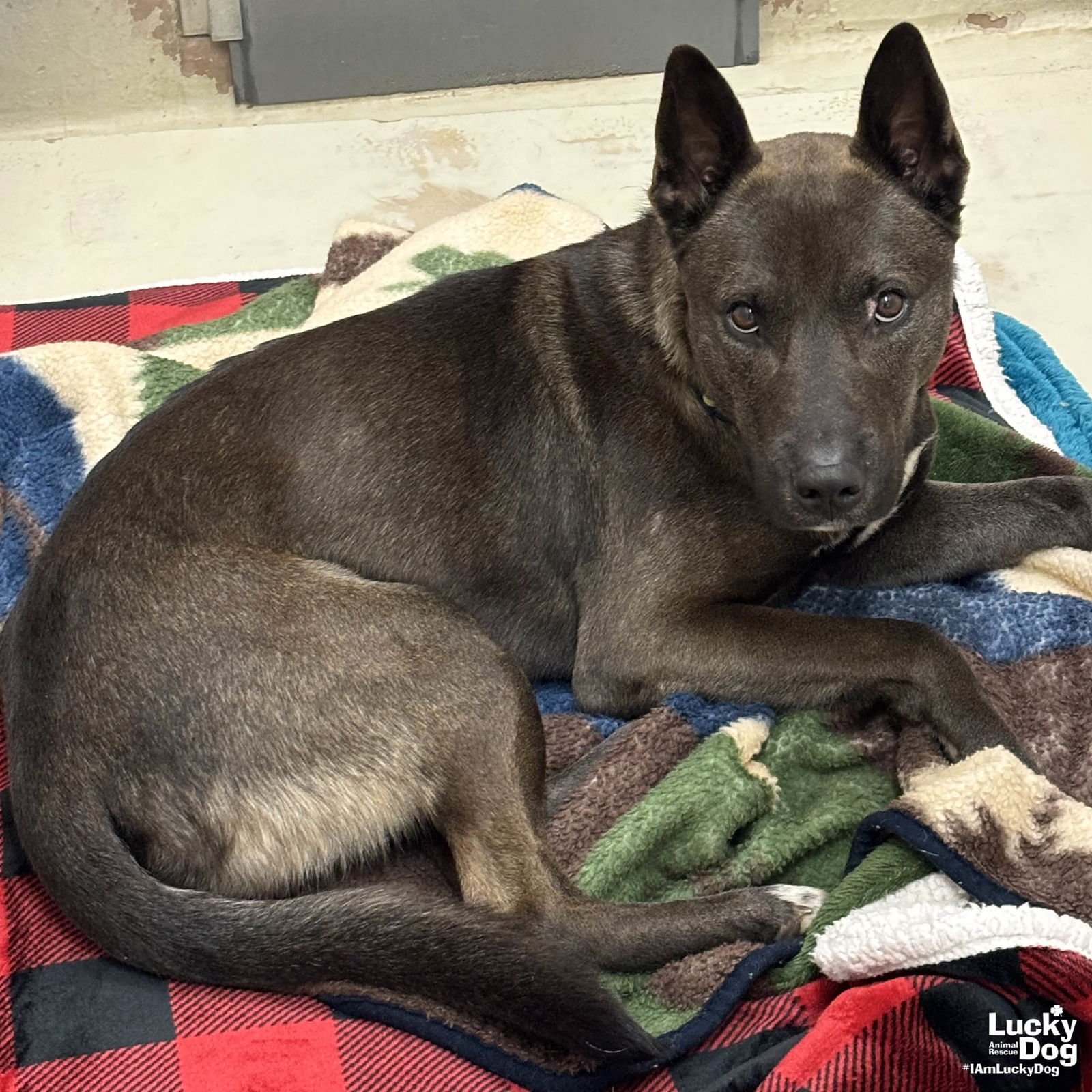 FLASH - Belgian Shepherd Malinois available for adoption