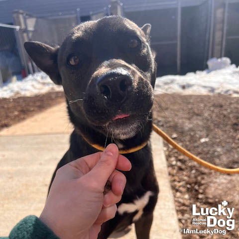 FLASH - Belgian Shepherd Malinois available for adoption