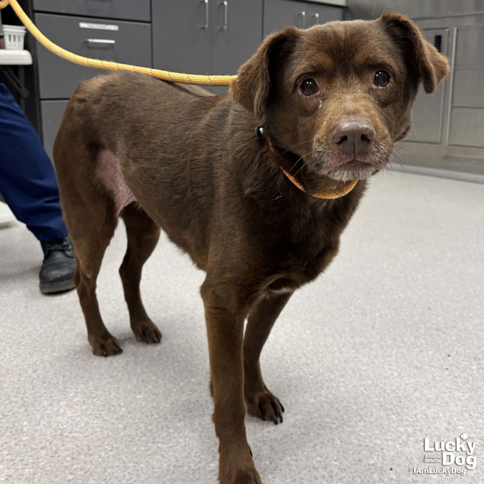 SUMMER - Labrador Retriever / Beagle available for adoption