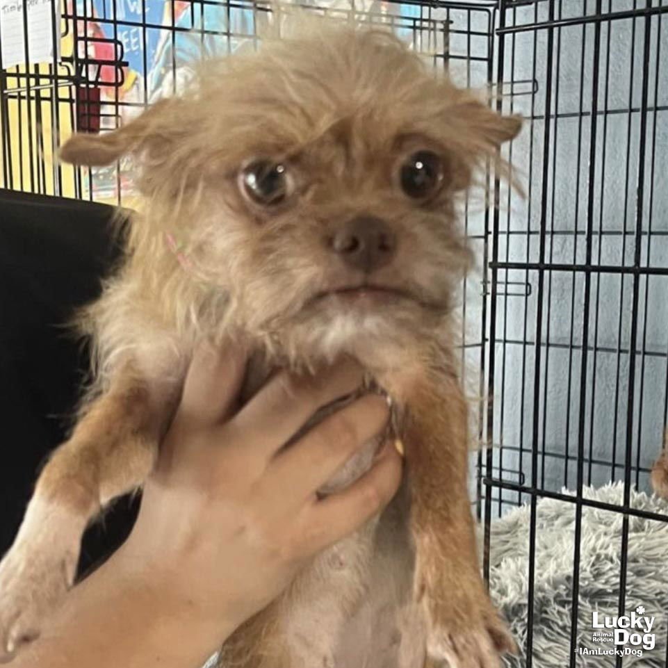 ISOBEL - Chihuahua available for adoption