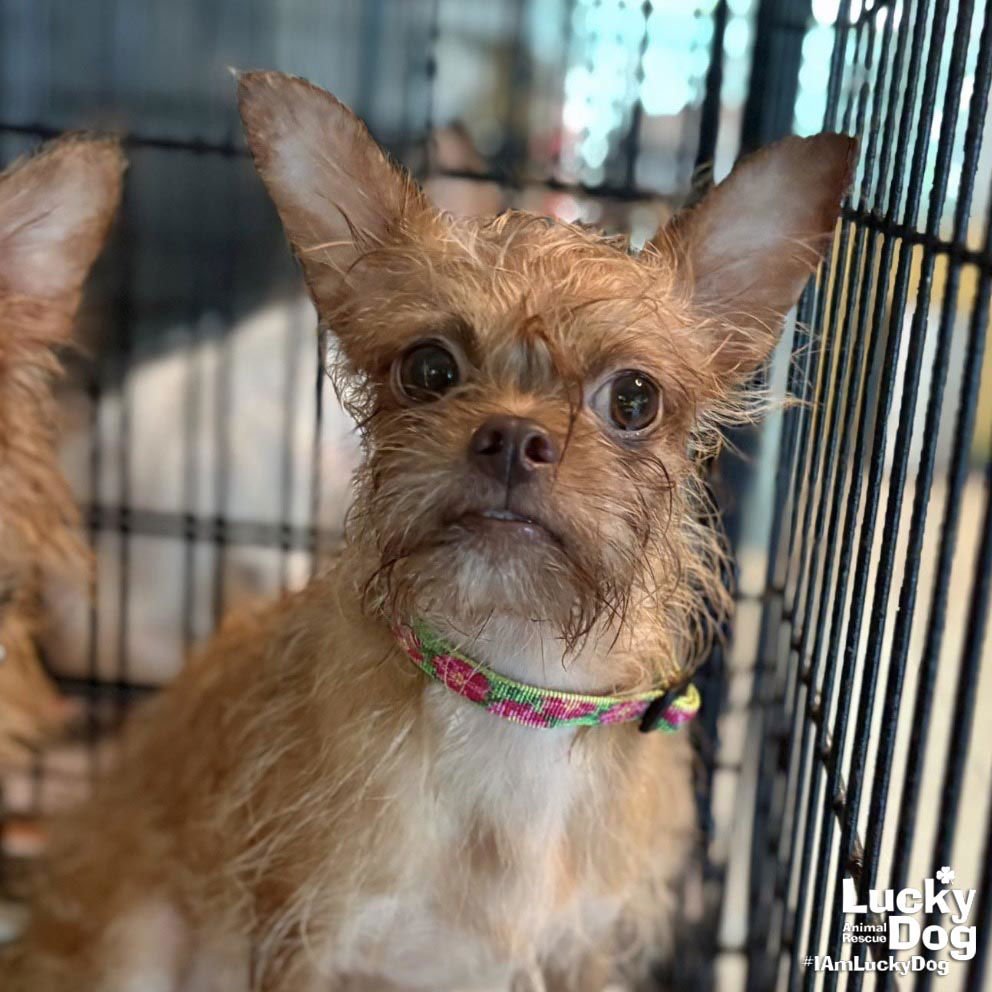 ISOBEL - Chihuahua available for adoption