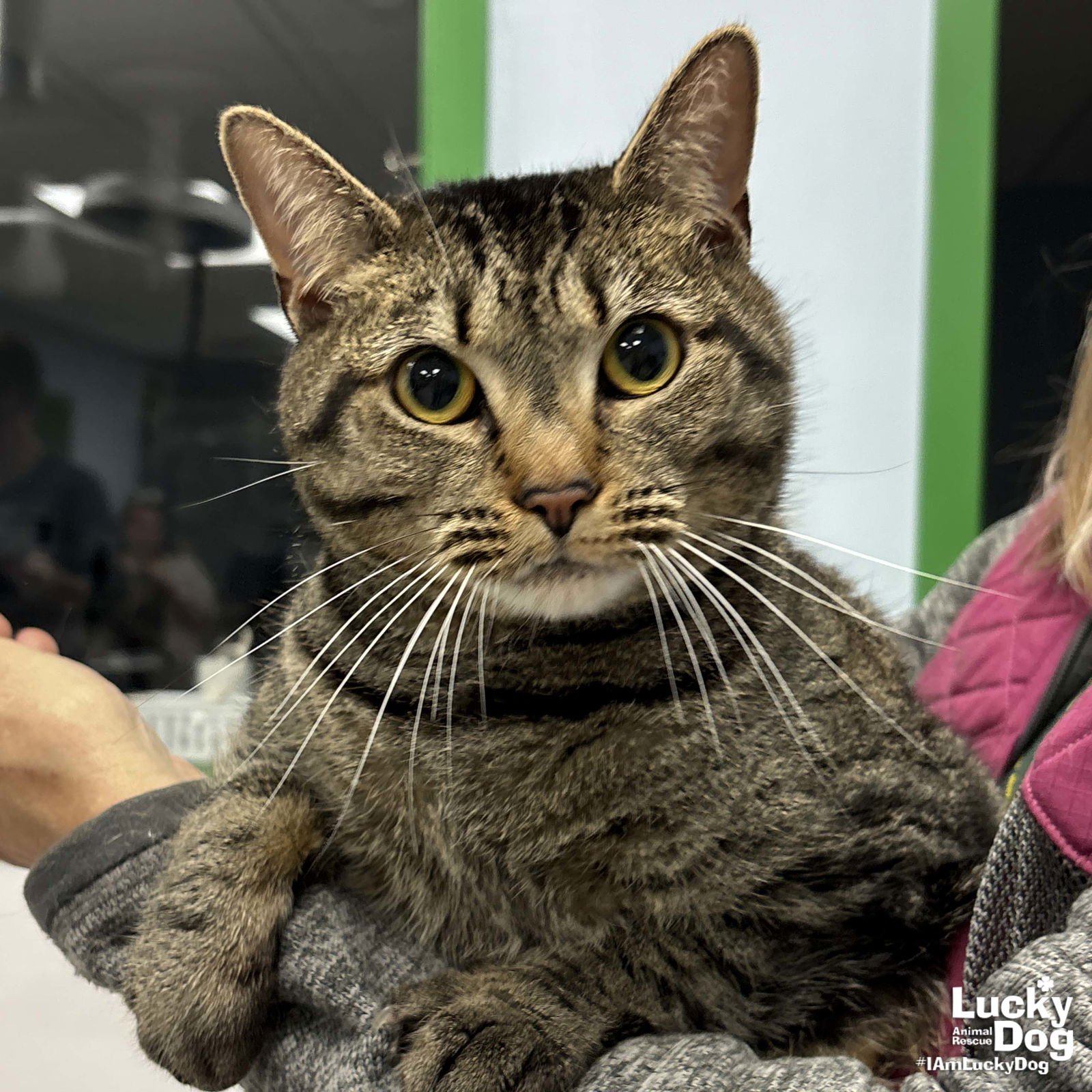 CLEO - Domestic Short Hair available for adoption