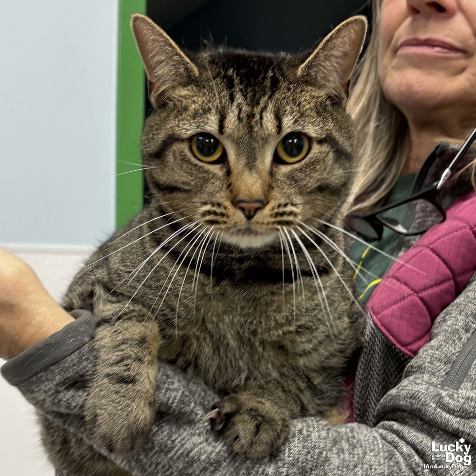 CLEO - Domestic Short Hair available for adoption