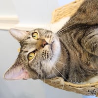 Cleo - Photo 4