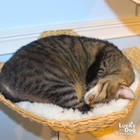 Cleo - Photo 3