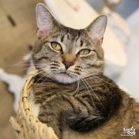 Cleo - Photo 1