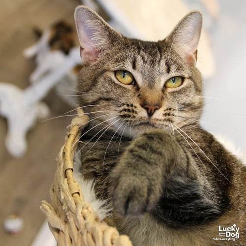CLEO - Domestic Short Hair available for adoption