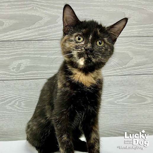 REESE CUP - Domestic Short Hair available for adoption