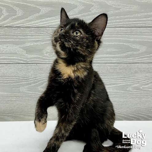 REESE CUP - Domestic Short Hair available for adoption