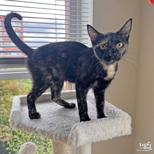 REESE CUP - Domestic Short Hair available for adoption