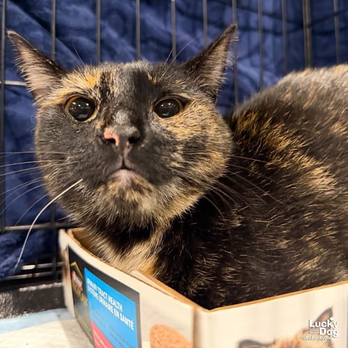 REESE CUP - Domestic Short Hair available for adoption