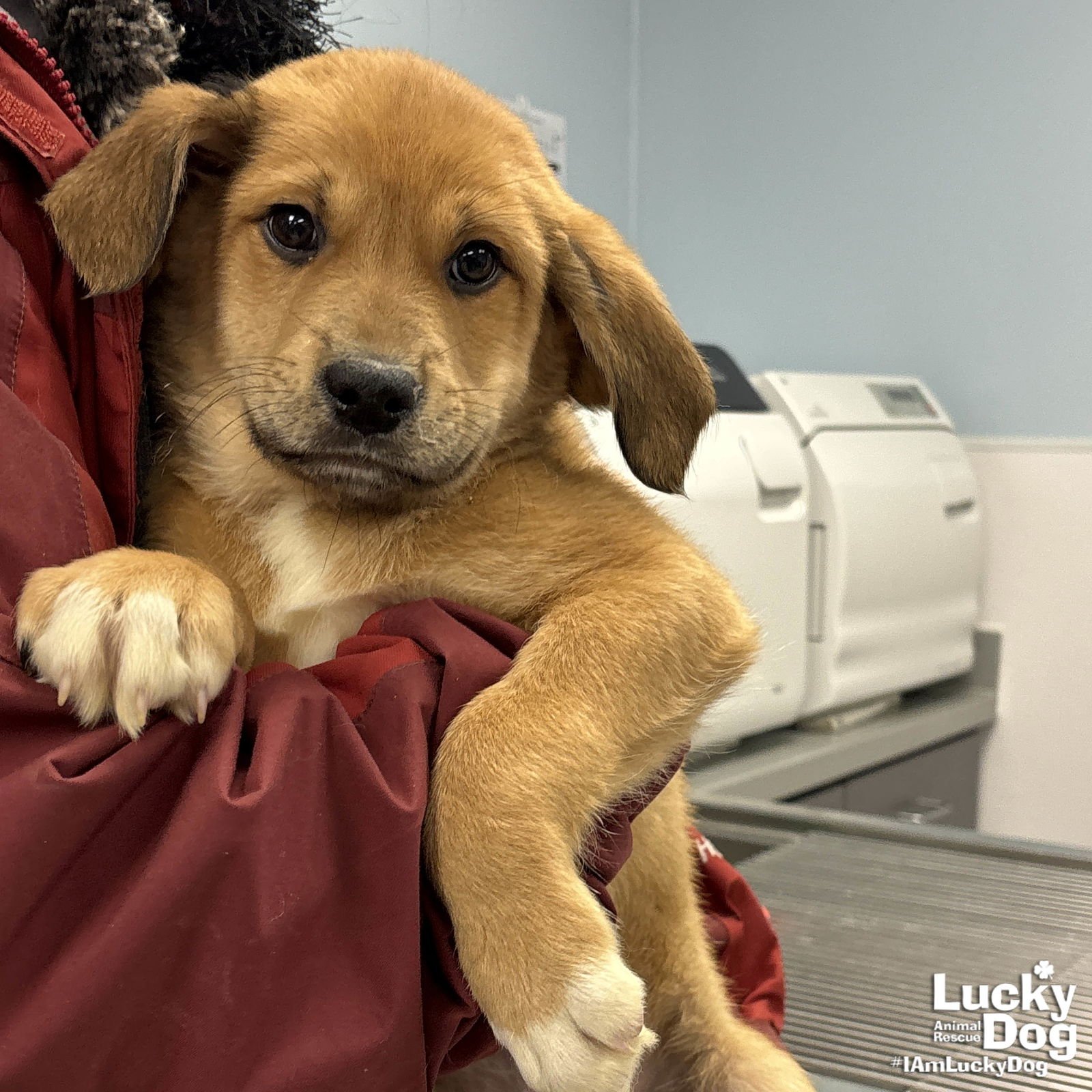 NEW BISHOP - Golden Retriever / Shepherd available for adoption