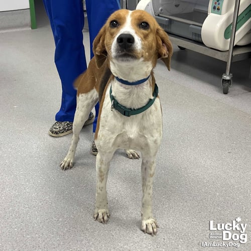 BOUNCER - Hound available for adoption