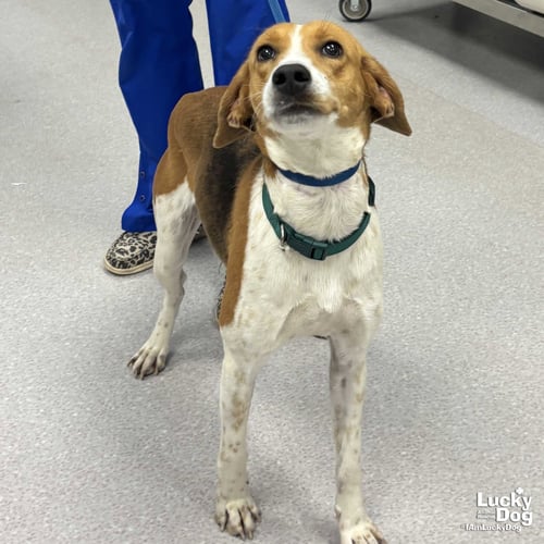 BOUNCER - Hound available for adoption