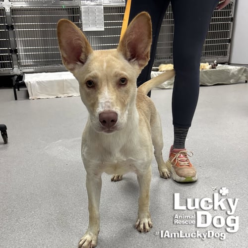 SQUEEGEE - Shepherd / Retriever available for adoption
