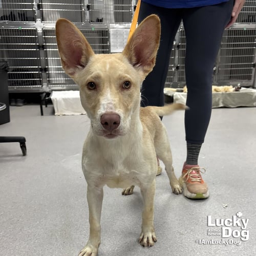 SQUEEGEE - Shepherd / Retriever available for adoption