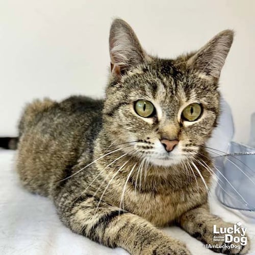 CARRIE ANN - Domestic Short Hair available for adoption