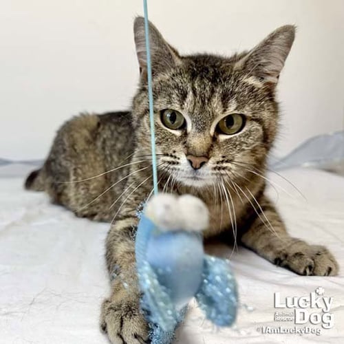CARRIE ANN - Domestic Short Hair available for adoption
