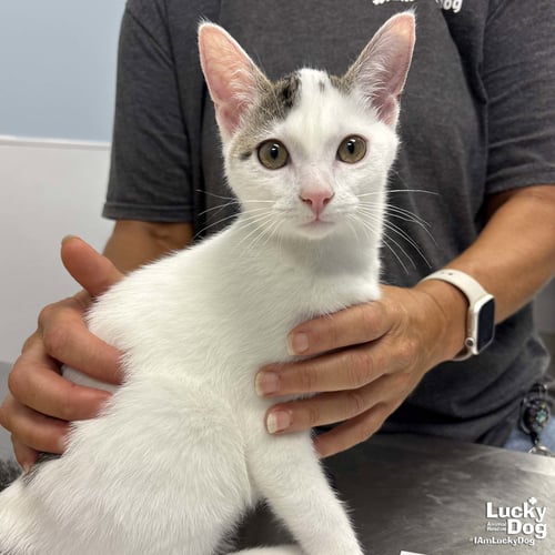 MARKO - Domestic Short Hair available for adoption