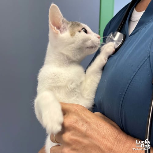 MARKO - Domestic Short Hair available for adoption