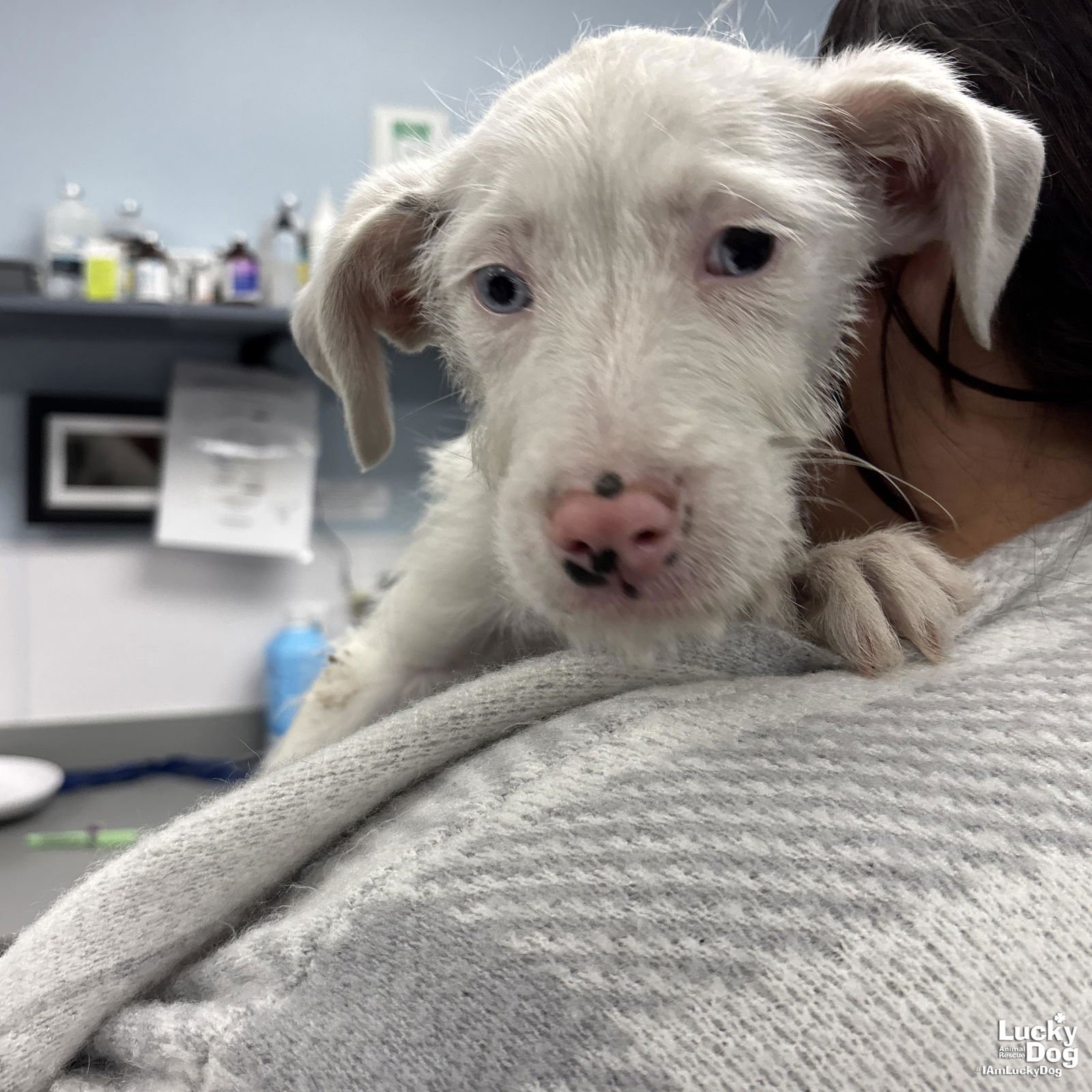 ZANE - Terrier available for adoption