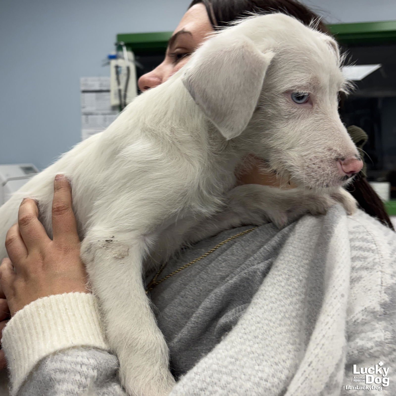 ZANE - Terrier available for adoption